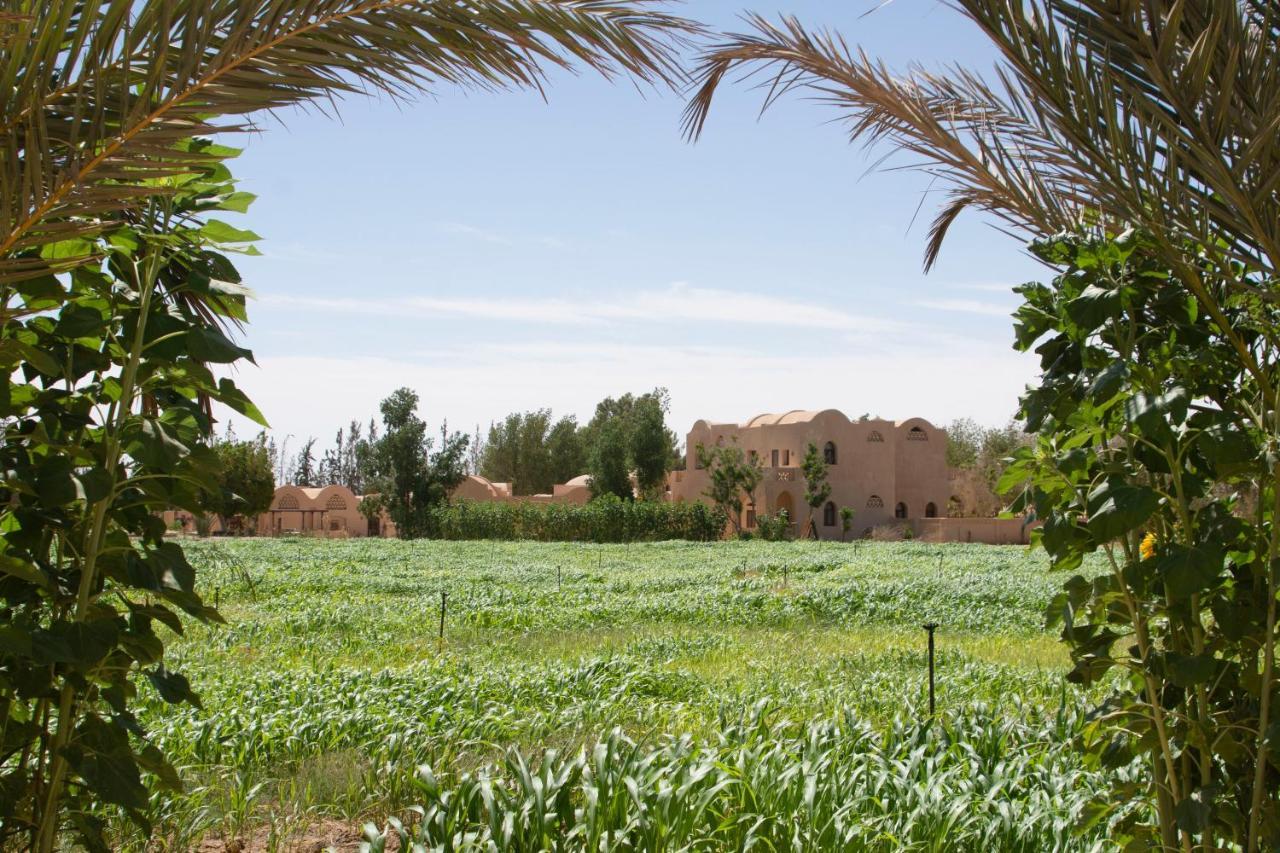 Tzila Bahariya Villa Bahariya Oasis ภายนอก รูปภาพ